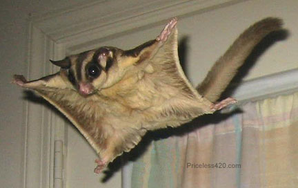Flying Squirrel